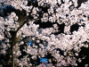 aoki_110407_2.jpg