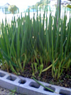 suizu_080411_3.jpg