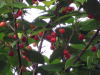 suizu_080509_2.jpg