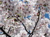 suizu_110408_2.jpg