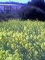 takeshige_080404_6.jpg