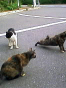 takeshige_080526_4.jpg