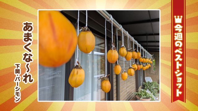 2025年10月27日(月)~10月31日(金)