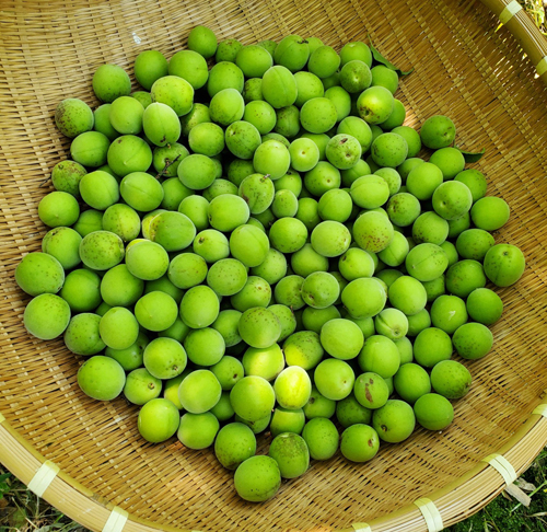 aoki_250822_8.jpg