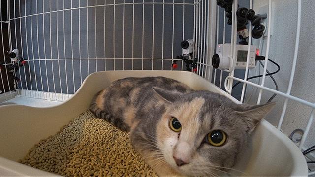 嗚呼みんなの動物園