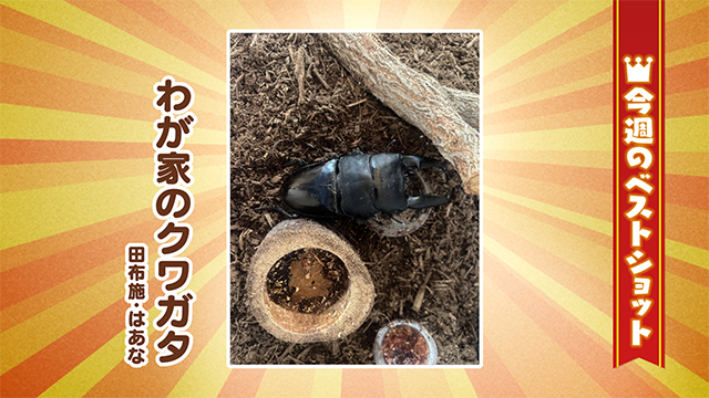 2026年6月8(月)~6月12日(金)
